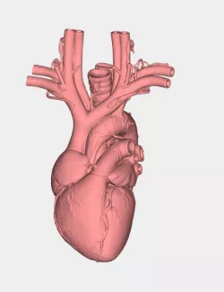 Human heart