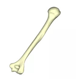 Humerus