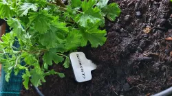 Plant labels