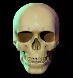 Skull