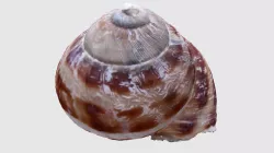 Snail