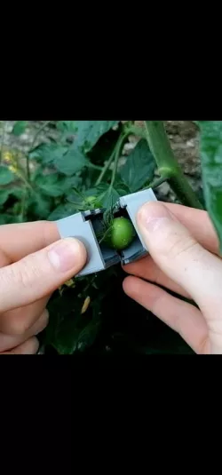 Square Tomato Mould