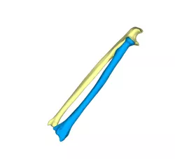 ulna and radius