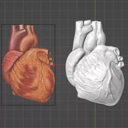 3D Human Heart