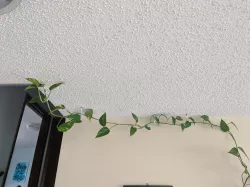 Ceiling Hook for Plants