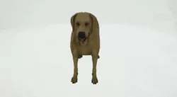 Golden Retriever - Dog - Labrador - Labrador- Dog