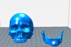 Halloween Skull