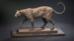 Leopard ecorche 3D print model