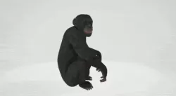 Monkey model - Monkey