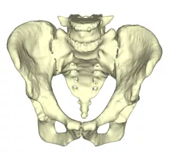 pelvis