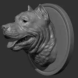 Pitbull terrier head