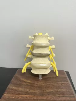 Spine