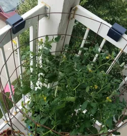 Tomato Cage Buddy