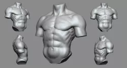Torso reference