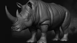 White Rhino