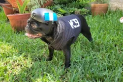 Dog Tactical Helmet