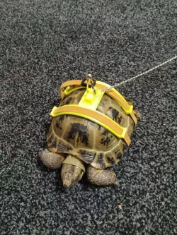 Tortoise harness