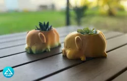 COCHON