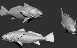 corvina
