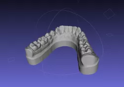 Dental model, mouth, teeth