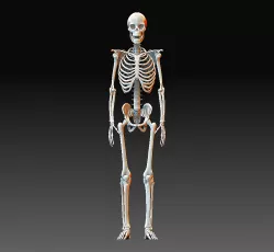 Human skeleton