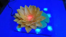 Lotus flower