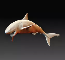 Shark