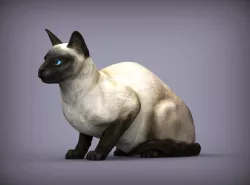 Siamese cat 3D print model