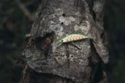 Stream Trout Lure: twitch minnow 50mm 3.5 g (sinking)