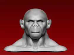 Ape