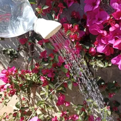 Bottle watering can