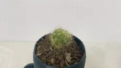 Cactus Planter