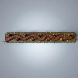 Centimeter key holder and coat rack