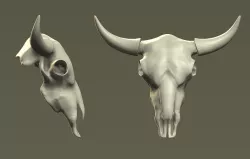 cow skull