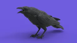 Crow