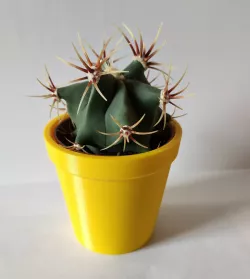 Ikea Cactus Pot