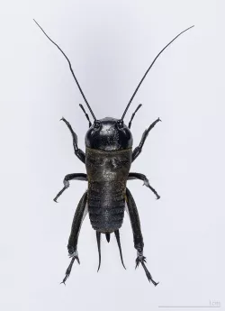 Mr. Scuttle Bug