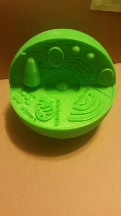 Plant Cell
