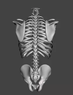 Skeleton torso with hollow spine