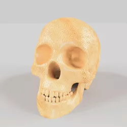 Termite Skull
