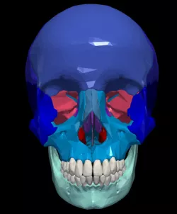 3D Model of Skull Bones