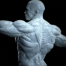 Anatomia Humana Musculacion - Muscle Anatomy human adapted Print