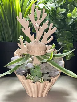 Coral