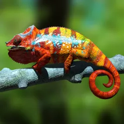 Furcifer pardalis ambanja panther chameleon - on AST - High 3D Print File Full Size Texture Any Scale! High polygon