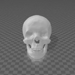 Half Skull Wall Art