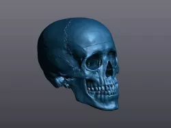 HUMAN SKULL - ANATOMICALLY CORRECT