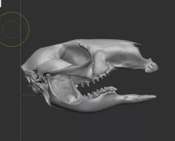 kangaroo skull