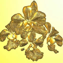 Orchids