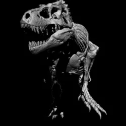 SKELETON TYRANNOSAURUS V2