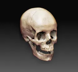 Skull 2